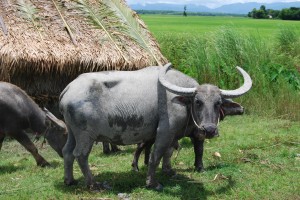 Big beasts of burden, not exactly a family pet