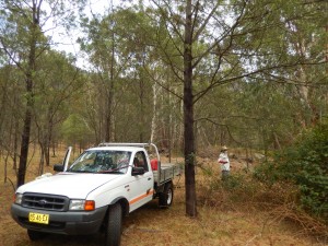 Spraying blackberries is a tough job but we enjoy our time in the bush
