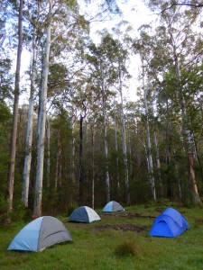 Home for the night amongst the Blue Gums