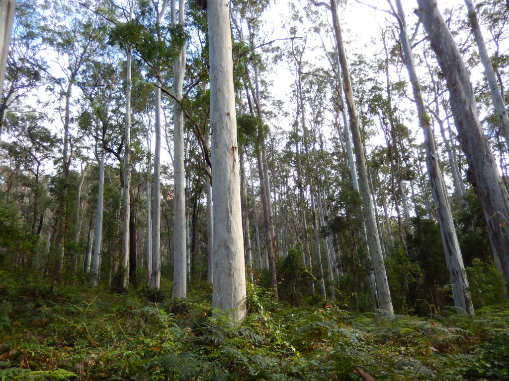 Blue Gum Forest - the special reward after a harder than expected hike