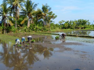 Planting rice the age-old way, standing in the mud stooped over in the blazing heat