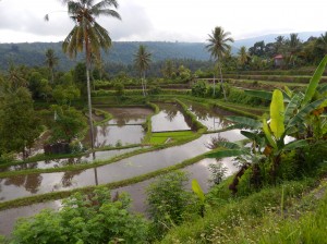 Flooded rice terraces along the side of the winding road up and over the mountains