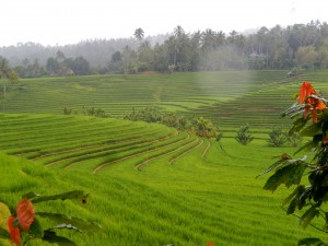 Healthy green rice terraces cover the slopes of the lower mountains
