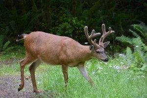 A black tailed deer and his velvety antlers stalk us through the Olympic National Park