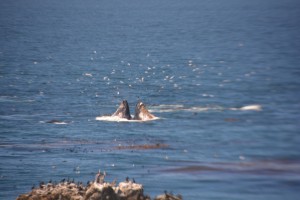 A couple of humpback whales entertaining us in shallow waters