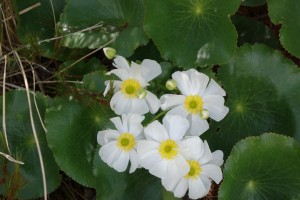 The photogenic Mt. Cook Lilly grew everywhere in the Hooker Valley
