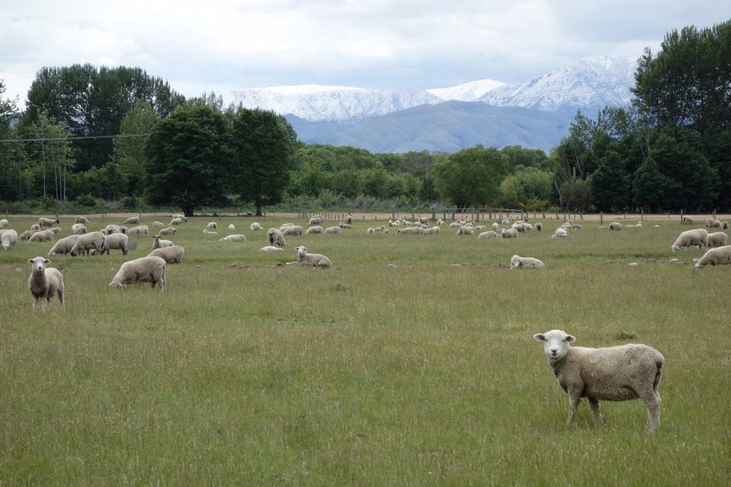Quintessential New Zealand scene - sheep in the foreground with snow-capped mountains in the distance