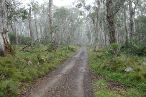 The track through these remote rain forests were cloaked in fog and drizzle which added to the overall experience