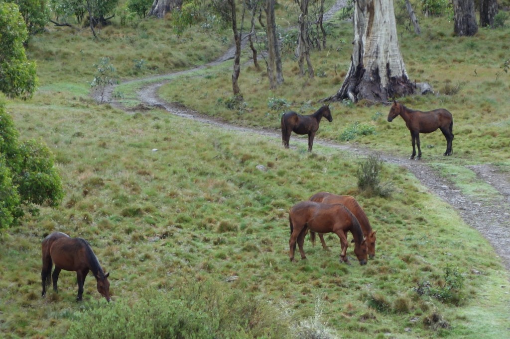 A special treat, Brumbies grazing for breakfast within a stone's throw of our camp