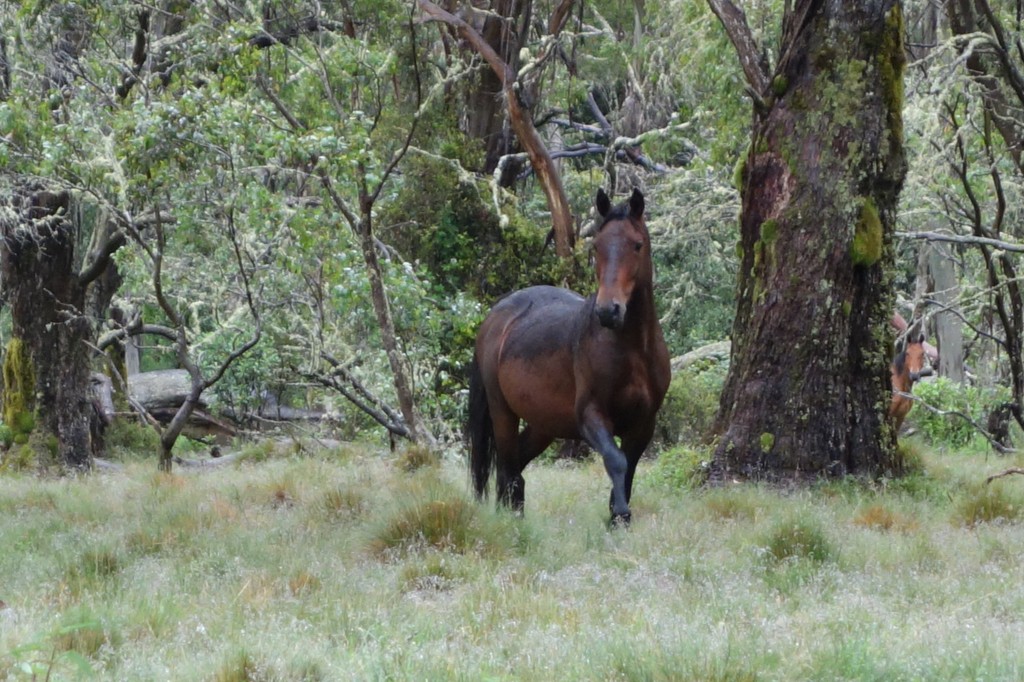This beautiful stallion was not happy with us as intruding on his paradise
