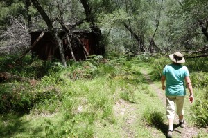 An old water tank, probably 100 years old, slowly being consumed by the bush