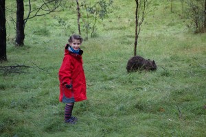 Brave Alice cautiously approaches a killer wombat lurking near our camp