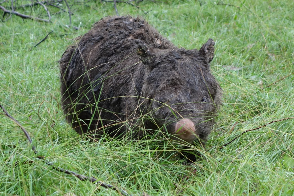 Even wet soggy wombats look kinda cute!