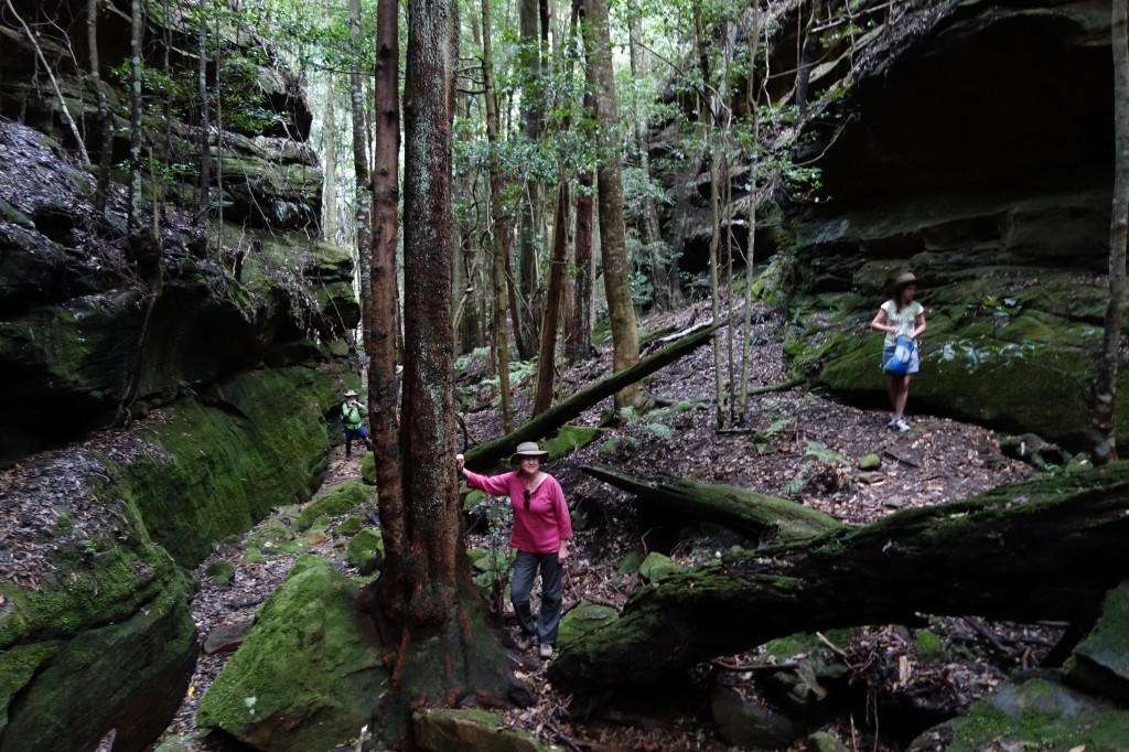 Julie and others amongst the canyon walls, tall trees, and green rocks deep in Petrie's Gully