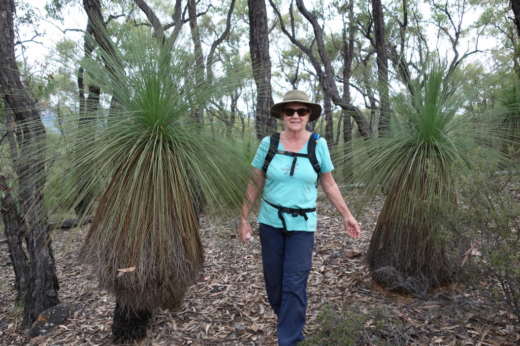 Walking downhill is always easier, especially through a grove of grass trees, even if your thighs are burning