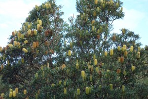 A bottle brush tree in full bloom