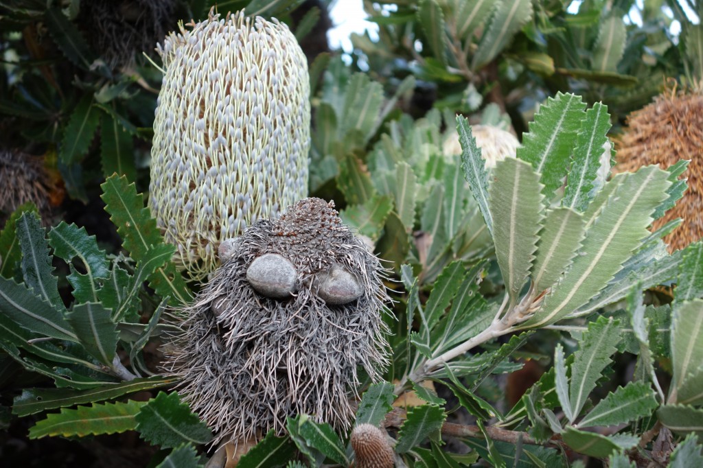 You gotta love the little Banksia man from the Banksia tree