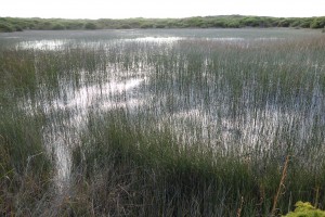 A hanging swamp - water permanently trapped in the sand and rock which grows an ecosystem of its own