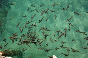 The fish swarm under the pier at Plantation Island, no doubt well fed by families with bread left over from the buffet