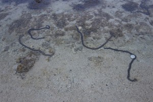 Never seen before - these long worm-like creatures stayed to the shallow water and seemed to strain nutrients from the sand