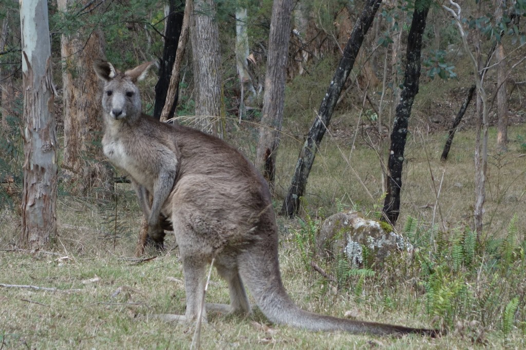 He's big but very calm about the two aliens who tramped across his backyard