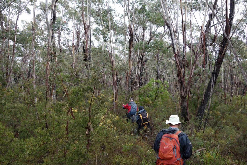 The going was a bit slow in the early stages and we relied on the GPS to get us to the ridge above the creek's gully 