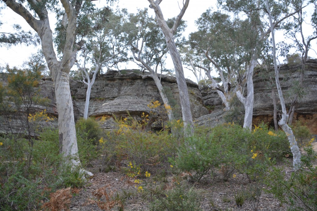 The wild bush is a mix of ancient rocks, tall gums and beautiful undergrowth
