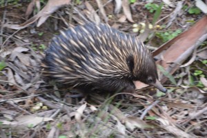 Do not touch - a cute little echidna playing on the side of the track