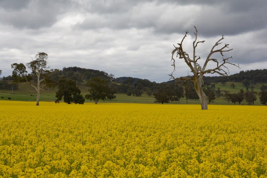 Fields of canola now grow in the upper reaches of the Capertee Valley