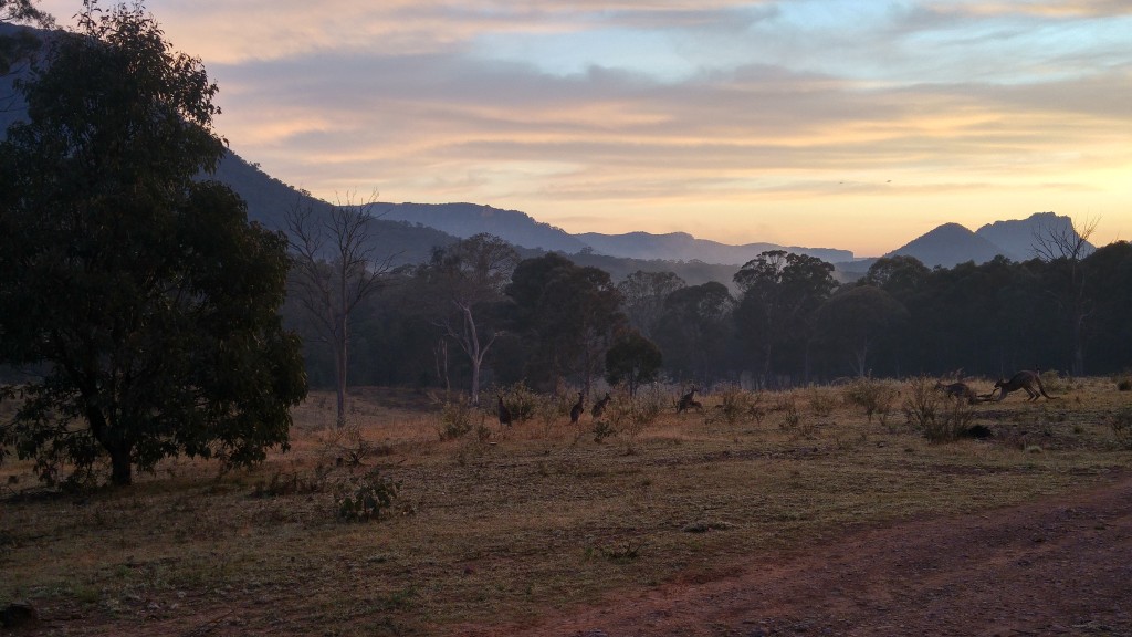 Dawn at our property created some beautiful colours and brought the kangaroos into close range