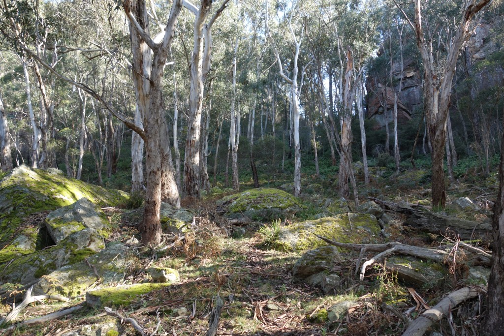 The thick unmarked bush is a beautiful and peaceful place to explore