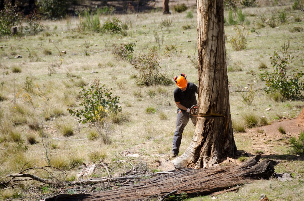This big old dead tree had to go but who was going to win this battle?