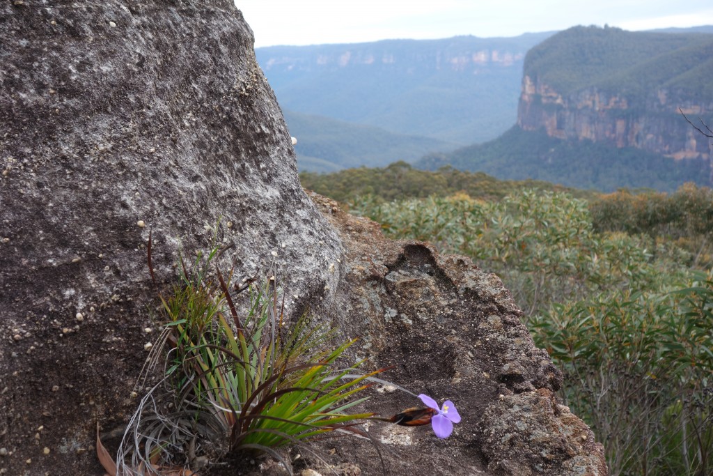 Spring time gave us many beautiful flowers, sometimes in unlikely places