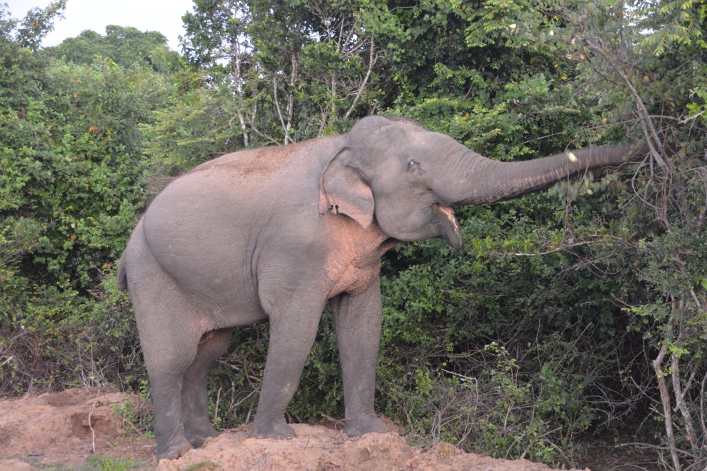 Elephants were a common sight in the park - including this one grazing on the side of the road