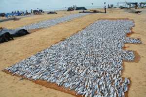 The morning's catch is laid out to dry on the beach of Negombo