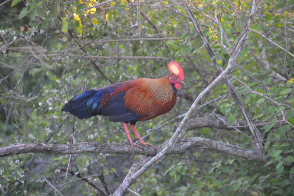 The Jungle Fowl - Sri Lanka's national bird