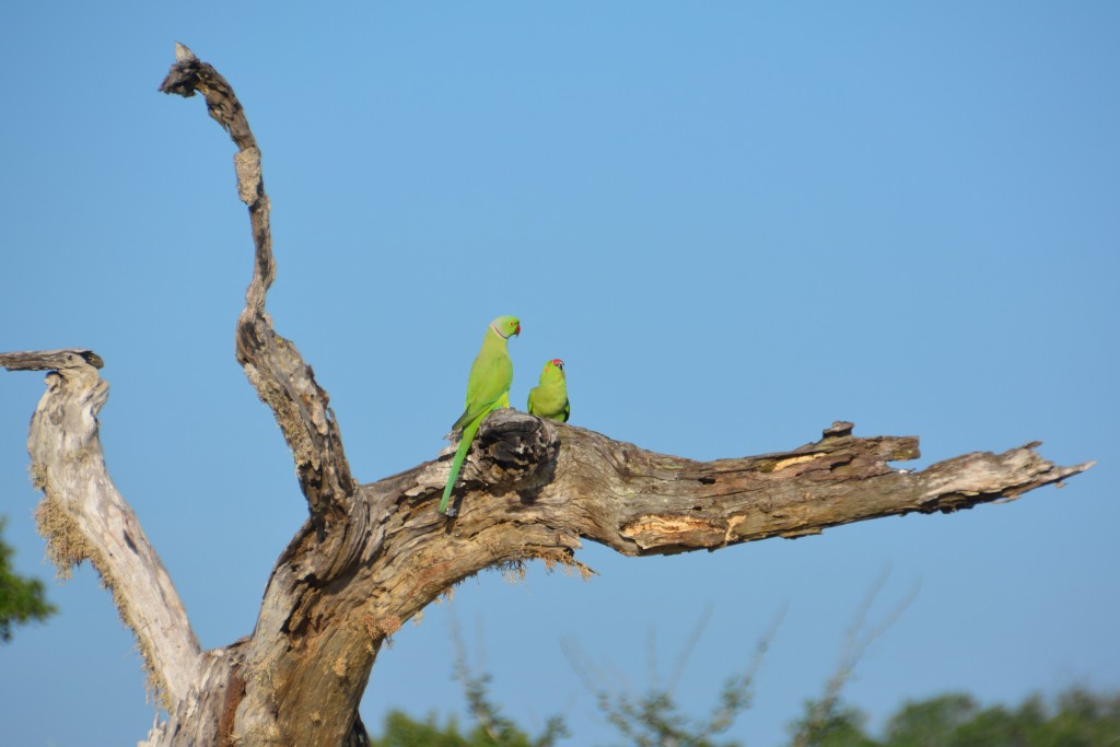 Green parrots calling out from a dead tree in the middle of a lake