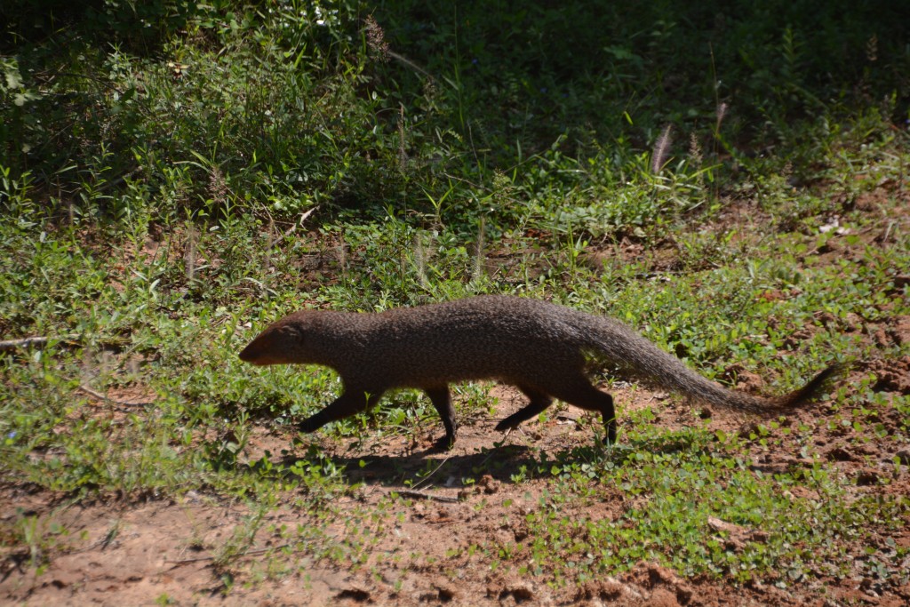 A mongoose passed by without taking any notice of us