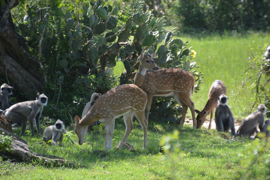 We laughed at these langurs trying to play with these spotted deer 