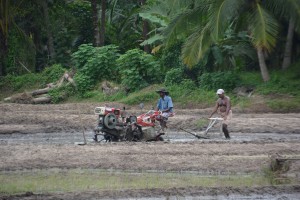 Farmers work the rice paddies of central Sri Lanka with a mixture of modern and ancient techniques