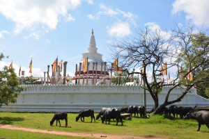 Possibly the oldest dagoba - or chedi or stupa - in the world, now restored amongst it's original stone columns