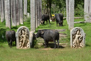 The buffaloes wandered amongst the ruins enjoying the green grass, probably oblivious to the 2,000 year old stones