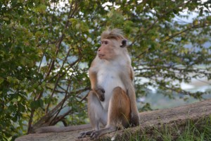 The page boy monkey, as we called it, completely ignored us as we walked by