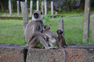 These black faced monkeys - officially known as grey langurs - were common features at many temples