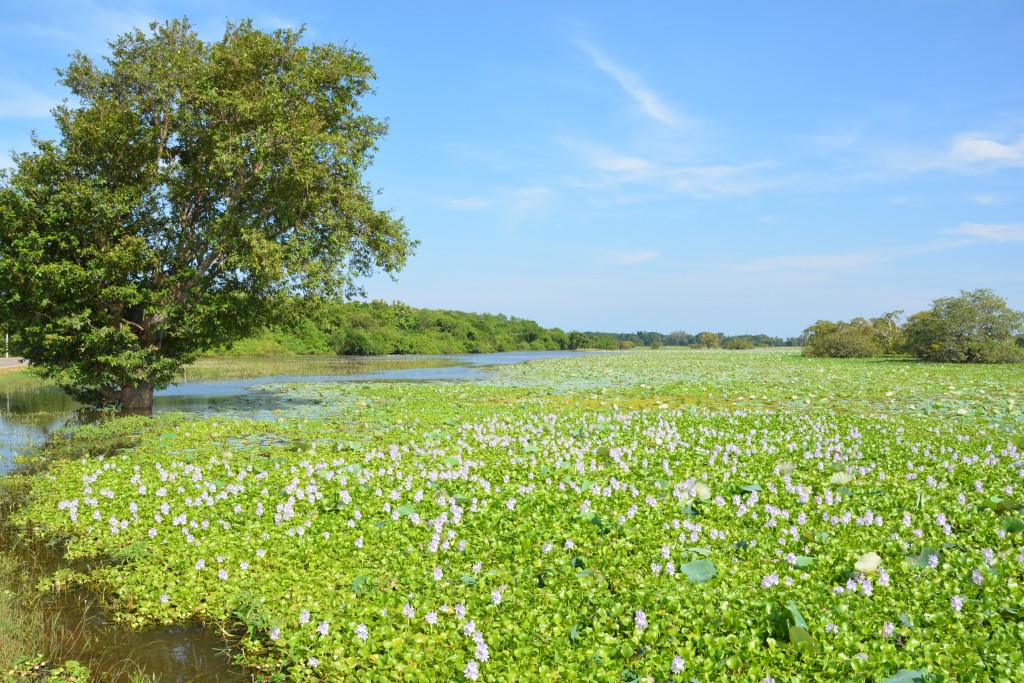 The beautiful wetlands near Polonuwara featured numerous flowering plants and birds everywhere