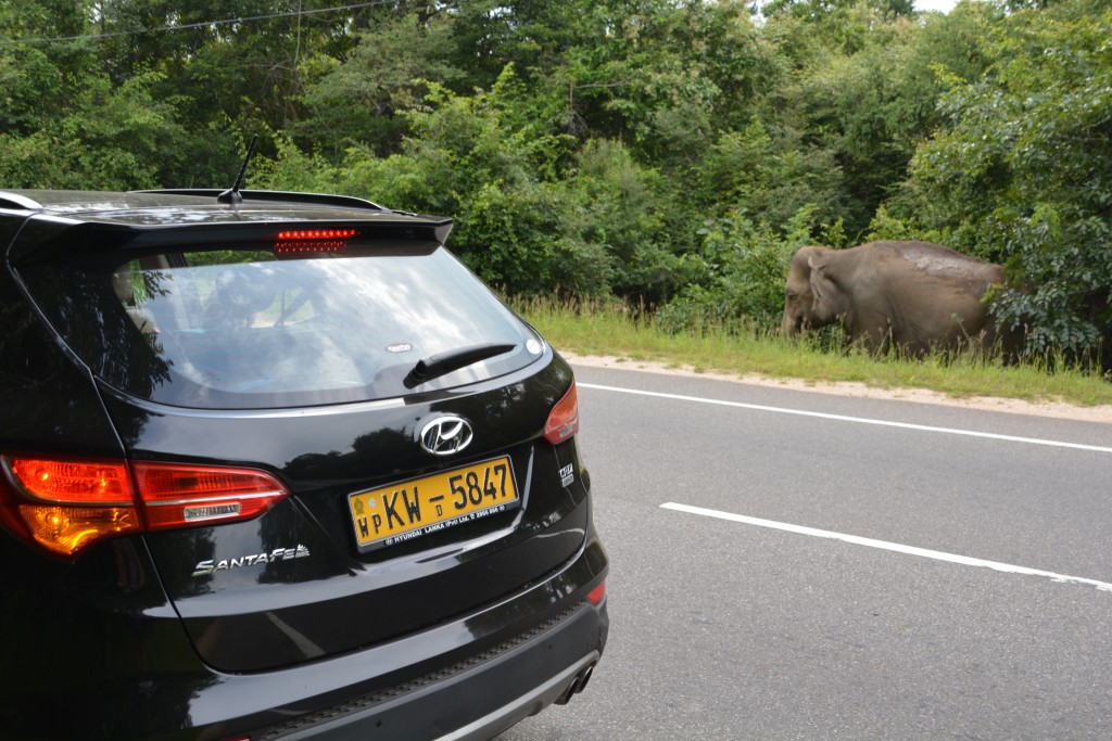 Elephants are undaunted by the traffic but Mr. T was worried about the company car