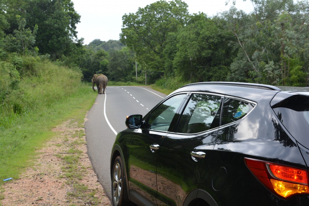 Damn elephants are everywhere - a unique road hazard