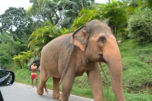 No passing - elephants on the main road make up their own rules