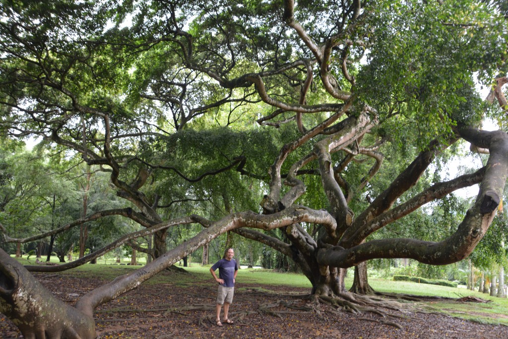 The Botanical Garden had a fabulous collection of huge trees from all over the world