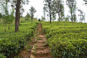 Tea plantations started to appear as we climbed the mountains - eventually they carpeted the hillsides